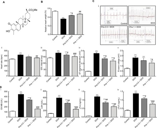 Figure 1 Impact of Pris on DOX-induced cardiac toxicity.Notes: (A) Chemical structure of Pris. (B) Relative heart weight. (C) ECG variables: (i) ECG recordings; (ii) heart rate; (iii) QTc interval; (iv) ST segment elevation; (v) R wave amplitude. (D) Serum indices of cardiac damage. (i) CK-MB; (ii) LDH; (iii) cTnI; (iv) cTnT. Rats were injected with DOX (2.5 mg/kg) six times over 2 weeks. Pris was administered (0.5, 1 mg/kg, intraperitoneal) once daily for 1 week before and 2 weeks contaminant with DOX injection. Data are means ± standard error (n=8). *P<0.05, **P<0.01, ***P<0.001 vs the control; #P<0.05, ##P<0.01, ###P<0.001 vs the DOX group (one-way ANOVA).Abbreviations: CK-MB, creatine kinase-MB; cTnI, cardiac troponin I; cTnT, cardiac troponin T; DOX, doxorubicin; ECG, electrocardiography; LDH, lactate dehydrogenase; Pris, pristimerin.