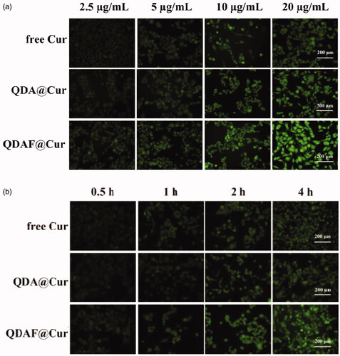 Figure 8. The cellular uptake of free cur, QDA@Cur, and QDAF@Cur (scale bar =200 µm).