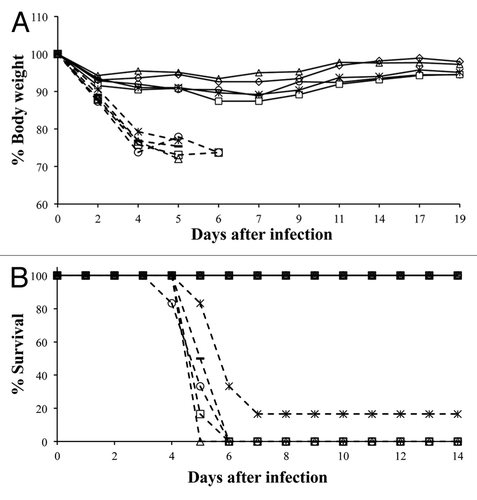 Figure 4. Protection of mice against the lethal virus challenge infection. Mice immunized with either HAC1 or tHA-BC were challenged on study day 45 with the MA-CA/04/09 virus. (A) Body weights were measured up to 19 d after challenge infection on days shown in the figure. (B) Mice were monitored daily up to 14 d after challenge infection. Open circles, triangles, squares and asterisks represent groups immunized with 5, 2.5, 1.25 and 0.625 µg/dose of tHA-BC, respectively. Diamonds: 5 µg/dose of monomeric HAC1. Closed bars: PBS control. Dashed lines: Groups immunized without Alhydrogel. The body weight change of a mouse in the group immunized with 0.625 µg of tHA-BC alone that recovered from infection 6 d post challenge was not included in this chart.