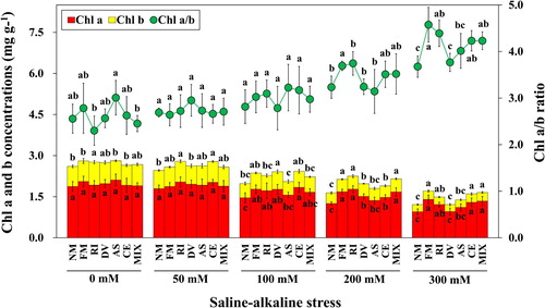 Figure 3. Chlorophyll a, chlorophyll b and chlorophyll a/b ratio of L. chinensis under saline-alkaline stress. NM, FM, RI, DV, AS, CE and MIX represent plants inoculated without AMF, or with F. mosseae, R. intraradices, D. versiformis, A. scrobiculata, C. etunicatum and mixture of five AMF species, respectively. Plants were subjected to 0, 50, 100, 200, and 300 mM saline-alkaline stress. The results are presented as the mean ± SD of five replicates. Different letters indicate significant differences in parameters among different AMF inoculation treatments based on Duncan’s test (P < 0.05).