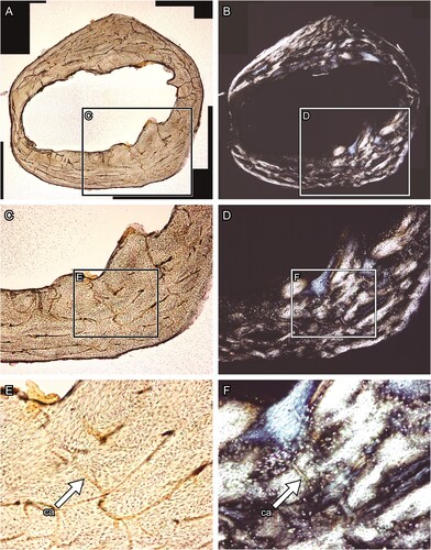 FIGURE 6. Transverse thin section of lesser Japanese mole (Mogera imaizumii) left humerus prepared by the method developed in this study (see the heading Modified Thin Sectioning Method). A, C, E, transmitted and B, D, F, polarized light microscopic images. The directions of bone are above, anterior; right, medial; left, lateral; and bottom, posterior. Abbreviation: ca, canal. The field widths equal 4.18 mm (A, B), 2.15 mm (C, D), and 845 μm (E, F).