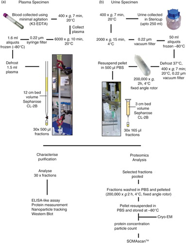Fig. 1.  Flowchart for the isolation of plasma- and urine-derived vesicles. Blood was collected into EDTA vacutainers and pre-cleared of cells, filtered and frozen at −80°C in 1.5-ml aliquots. The plasma was subsequently thawed and vortexed prior to applying to the home-made 12-cm bed volume 30-cm long Sepharose CL-2B size-exclusion column. PBS EDTA was used as the mobile phase buffer and up to 30×500 µl fractions were collected (a). Urine was collected into 250-ml Stericups and pre-cleared of cells, filtered and frozen at −80°C in aliquots up to 50 ml. Upon thawing, the urine was vortexed and centrifuged and filtered a second time to eliminate sediment, and ultracentrifuged for 2 h, 4°C, 200,000×g. The subsequent pellet was resupended in 500 µl PBS and applied to a small 3-cm volume column made in a 2.5-ml syringe. An 18-gauge needle was attached to the bottom of the syringe to guide the sample accurately into 500-µl microcentrifuge tubes in up to 30×165 µl fractions (b). For both plasma and urine, each fraction was subject to analysis by ELISA-like assays, protein measurement, NTA, and when possible also by western blot. Alternatively, selected vesicle-rich fractions were pooled and concentrated/washed (200,000×g, 2 h, 4°C). The pellet was resuspended in a small volume of PBS, and protein and particle concentrations determined and stored at −80°C. Prior to SOMAscan® analysis, occasional samples were assessed by cryo-electron microscopy.