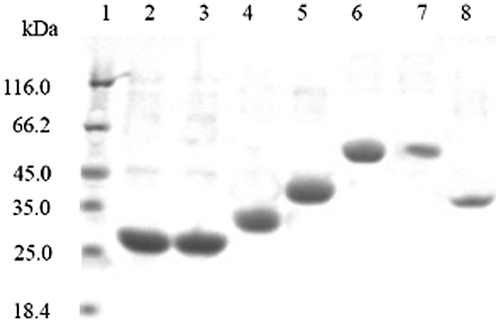 Fig. 2. SDS-PAGE analysis of purified enzymes. The purified proteins were resolved by SDS-PAGE on a 12% polyacrylamide gel and stained with Coomassie Brilliant Blue G-250.Notes: Lane 1, molecular mass standard; Lane 2, purified Gox2036; Lane 3, purified Gox0525; Lane 4, purified Gox0644; Lane 5, purified Gox1615; Lane 6, purified Gox1598; Lane 7, purified Gox1462; Lane 8, purified Gox0290.