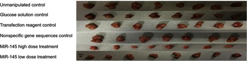 Figure 1 Growth of solid tumors. Tumors in the treatment groups were smaller than those in the control groups, with the reduction in tumor size more obvious in the high-dose miR-145 treatment group.