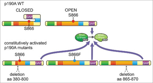 Figure 3. Auto-inhibition of the GAP activity is lost in p190A mutants - In the model of p190RhoGAP auto-inhibition, wild-type p190A (p190A WT) oscillates between a closed/inactive and an open/active form to ensure intermittent RhoA activity at the leading edge. PLS removal (deletion 380–800) and cancer-occurring point mutation (S866F) and deletion (deletion 865–870) maintain p190A in a constitutively active conformation that leads to enhanced and sustainable RhoA inactivation.