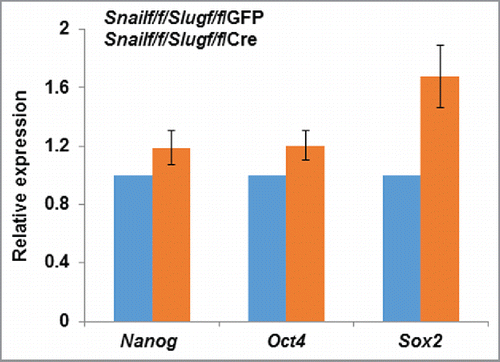 Figure 1. Relative expression of stem cell markers in MSCs isolated from Snailf/f/Slugf/f mice and transduced with adenoviral- GFP or Cre expression vectors.