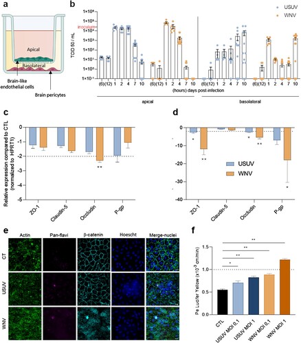 Figure 1. USUV and WNV differentially impact the human BBB integrity in vitro. (a) The human in vitro BBB model used in this study is composed of brain pericytes (basolateral compartment) allowing the differentiation of CD34+-derived endothelial cells towards hBLEC on transwell filters (apical compartment). (b) After 2 h infection of hBLECs (MOI of 0.1, inoculum represented on Y axis), cell were rinsed and refilled with fresh medium, supernatants from apical and basolateral compartments were collected at 6 and 12 h post-infection, then at 1, 2, 4, 7 and 10 dpi; USUV (blue dots) and WNV (orange dots) replication was determined using the TCID50 method. Results are expressed as mean ± SEM (n = 12, from six independent experiments). (c) At 7 dpi, mRNA of mock, USUV or WNV-infected (MOI of 0.1) hBLECs were collected. The expression of tight junction factors and transporters were normalized to housekeeping gene HPRT1 and compared to mock-infected hBLECs (CTL) in the context of USUV (blue bar chart) and WNV (orange bar chart) infection. Results are expressed as mean ± SEM (n = 6; * p < 0.05, ** p < 0.01, from three independent experiments). (d) Infected- or mock-infected hBLECs (MOI of 0.1) were fixed after 10 dpi and indirect immunofluorescence assays performed to show hBLECs structure with actin (green), viral replication with pan-flavivirus (magenta), junctions with β-catenin labelling (cyan) and nuclei with Hoescht (blue). Scale bar 10 µm. (e) The permeability coefficient (Pe) was measured using the Lucifer Yellow transport assay at 10 dpi with USUV at MOI 0.1 (blue), USUV MOI 1 (dark blue), WNV MOI 0.1 (orange), WNV MOI 1 (dark orange) and mock-infected CTL (black). Bars represent mean ± SEM (n = 6; * p < 0.05, ** p < 0.01, from three independent experiments).