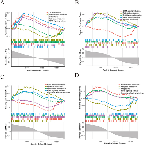 Figure 12 Identification of signaling pathways affected by target genes via GSEA. The major signaling pathways were enriched based on the expression of target genes in the merged Bulk RNA-seq dataset. (A) IGF1; (B) RAB13; (C) TMEM176B; (D) PDK4.