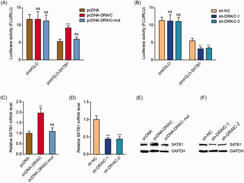 Figure 2. DRAIC upregulated SATB1. (A) Luciferase activity in CNE-1 cells cotransfected with wild type or miR-122 binding sites mutated DRAIC overexpression vectors and luciferase reporters containing nothing or SATB1 3′UTR. Results are shown as the ratio of firefly luciferase activity to renilla luciferase activity. (B) Luciferase activity in CNE-1 cells cotransfected with DRAIC specific shRNAs and luciferase reporters containing nothing or SATB1 3′UTR. Results are shown as the ratio of firefly luciferase activity to renilla luciferase activity. (C) SATB1 mRNA levels in CNE-1 cells transiently transfecting wild type or miR-122 binding sites mutated DRAIC overexpression vectors. (D) SATB1 mRNA levels in CNE-1 cells transiently transfecting DRAIC specific shRNAs. (E) SATB1 protein levels in CNE-1 cells transiently transfecting wild type or miR-122 binding sites mutated DRAIC overexpression vectors. (F) SATB1 protein levels in CNE-1 cells transiently transfecting DRAIC specific shRNAs. SATB1 mRNA and protein levels were measured using qRT-PCR and Western blot, respectively. Data represent the mean ± SD of three independent experiments. ns: not significant; **p < .01; ***p < .001.