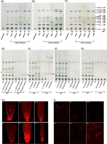 Figure 3. Lipid profile and plasma membrane marker response to ROS inhibitors. Lipid profiles of whole plant materials after 2-day treatment (A), 5-day treatment (B) and 7-day treatment (C). A noticeable change occurred at 5-day treatment by catalase (lane I & lane O). L4 spot decreased and L8 spot increased significantly compared to control. The most significant changes occurred by DDC treatment (lane D, J and P). L3 spot increased significantly. L2, L4, L5, L6, L7, L8, L9, L10, L11 spots gradually decreased with longer treatment. Three new spots were found (blue dashed box) in DDC-treated samples. L3 spot increased and L4 spot decreased significantly by SHAM and DPI compared to CK. (D-G) Dose-dependent effect of catalase (D), DDC (E), SHAM (F) and DPI (G) on the leaf and root lipid profiles after 2-day treatment. Green dotted box indicates decreased spots. Red dotted box indicates increased spots. Blue dotted box indicates new spots after treatment. (H) Plasma membrane marker was responding to catalase, SHAM, DPI and DDC. Catalase increased membrane marker signal mainly in the RAM whereas SHAM decreased membrane marker signal in the root apical meristem. DPI decreased membrane marker signal compared to control. DDC can significantly increase membrane marker signal in the root tips (bottom middle) and epidermal cells (bottom right). (I) Plasma membrane marker in the leaf was responding to catalase, SHAM, DPI and DDC. Fluorescence signal was increased in the leaf treated by DDC. No significant changes were observed by catalase, SHAM or DPI. Each figure was representative of three experiments with replicates.