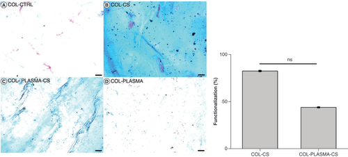 Figure 4. Alcian blue staining. (A) COL-CTRL, (B) COL-CS 82% ± 0.26 functionalized, (C) COL-PLASMA-CS 44% ± 0.14 functionalized and (D) COL-PLASMA (n = 4). Scale bar: 100 μm.COL-CS: Collagen films functionalized with chondroitin sulfate; COL-CTRL: Control collagen film sample; COL-PLASMA: Plasma-treated collagen; COL-PLASMA-CS: Plasma-treated collagen functionalized with chondroitin sulfate; ns: Not significant.