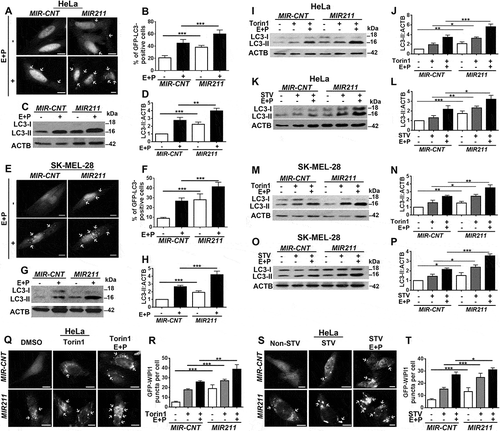 Figure 3. MIR211 activated autophagy. (a-d) Hela cells were transfected with MIR211 or a control construct (MIR-CNT), and autophagy was assessed in the presence and absence of lysosomal inhibitors. (a) MIR211 overexpression increased GFP-LC3 dot formation. Scale bar: 10 µm. (b) Quantitative analysis of GFP-LC3 dots in the experimental set-up shown in A (mean± SD of n = 3 independent experiments, ***p < 0.01). (c) Autophagy-related LC3-II levels were analyzed in immunoblots of MIR-CNT-or MIR211-overexpressing HeLa cell extracts. (d) Graph depicting quantification of LC3-II:ACTB ratios in the experimental set-up shown in C (mean± SD, n = 3 independent experiments, ***p < 0.01, **p < 0.03). (e-h) MIR211 overexpression induced autophagy in SK-MEL-28 cells in the presence or absence of lysosomal inhibitors. (e) MIR211 overexpression increased GFP-LC3 dot formation. Scale bar: 10 µm. (f) Quantitative analysis of GFP-LC3 dots in the experimental set-up shown in E (mean± SD of n = 3 independent experiments, ***p < 0.01). (g) Autophagy-related LC3-II levels were analyzed in immunoblots of MIR-CNT-or MIR211-overexpressing SK-MEL-28 cell extracts. (h) Graph depicting quantification of LC3-II:ACTB ratios in the experimental set-up shown in G (mean± SD, n = 3 independent experiments, ***p < 0.01). (i-l) MIR211 amplified torin1- or starvation-induced autophagy in HeLa cells. (i) Immunoblots of MIR-CNT- or MIR211-transfected HeLa cells treated with DMSO or torin1. E + P, E64D and pepstatin A. (j)Graph depicting quantification of LC3-II:ACTB ratios in the experimental set-up shown in I (mean± SD, n = 4 independent experiments, ***p < 0.01, **< 0.03, *p < 0.05). (k) Immunoblots of MIR-CNT- or MIR211-transfected and non-starved or starved (STV) HeLa cells. (l) Graph depicting quantification of LC3-II:ACTB ratios in the experimental set-up shown in K (mean± SD, n = 3 independent experiments, ***p < 0.01, **p < 0.03, *< 0.05). (m-p) MIR211 amplified torin1- or starvation-induced autophagy in SK-MEL-28 cells. (m) Immunoblots of MIR-CNT- or MIR211-transfected SK-MEL-28 cells treated with DMSO or torin1. (n) Graph depicting quantification of LC3-II:ACTB ratios in the experimental set-up shown in M (mean± SD, n = 5 independent experiments, ***p < 0.01, **p < 0.03, *p < 0.01). (o) Immunoblots of MIR-CNT- or MIR211-transfected and non-starved or starved SK-MEL-28 cells. (p) Graph depicting quantification of LC3-II:ACTB ratios in the experimental set-up shown in O (mean± SD, n = 4 independent experiments, ***p < 0.01, *p < 0.05). (q) MIR211 amplified torin1-induced GFP-WIPI1 puncta formation in HeLa cells. Scale bar: 10 µm. (r) Quantitative analysis of GFP-WIPI1 puncta in the experimental set-up shown in Q (mean± SD of n = 3 independent experiments, ***p < 0.01, **p < 0.03). (s) MIR211 amplified starvation-induced GFP-WIPI1 puncta formation in HeLa cells. Non-STV, non-starved. STV, starved. Scale bar: 10 µm. (t) Quantitative analysis of GFP-WIPI1 puncta in the experimental set-up shown in S (mean± SD of n = 3 independent experiments, ***p < 0.01, *p < 0.05).