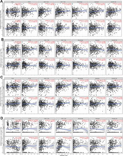 Figure 4 The correlation between each type of tumor-infiltrating immune cells (B cells, CD4+ T cells, CD8+ T cells, neutrophils, macrophages, and dendritic cells) and KDM5 subfamily in LUAD and LUSC (A–D).