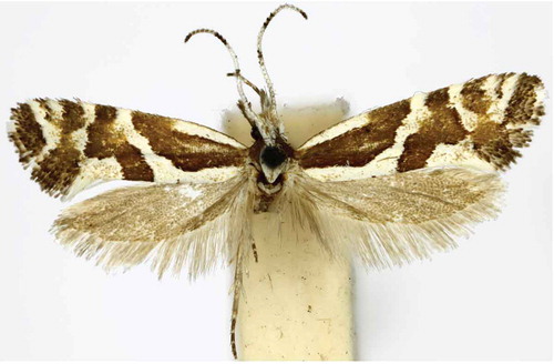 Figure 3. Eidophasia insulella, adult male, Vizzavona, Corsica, 12.06.1899, coll. Walsingham, 84023, habitus.