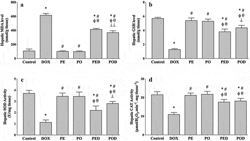 Figure 2. Effects of the ethanolic propolis extract (PE) and oily propolis extract (PO) on oxidative stress status at the basal and DOX-induced conditions (PED, POD) in rat livers. Oxidative stress was evaluated by hepatic MDA level (a), GSH level (b), SOD activity (c) and CAT activity (d) in all groups. Results are expressed as mean ± SD (n = 6). Statistical difference from control *p < .001; from DOX # p < .001; from PE ϕp < .001; from PO θ p < .001; from PED ⊥ p < .01, ⊥⊥ p < .001.