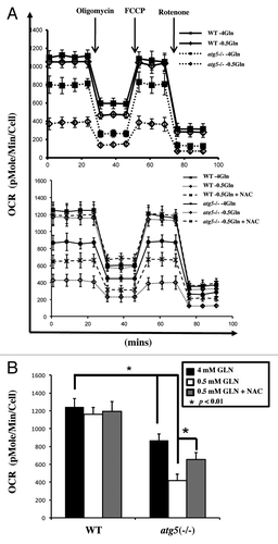 Figure 6. Comparable effect of autophagy deficiency and glutamine restriction on mitochondrial function. (A) Real-time oxygen consumption rate in WT and atg5−/− MEFs maintained at different glutamine concentration (0.5 and 4 mM) was determined in the presence or absence of NAC (10 mM) using Seahorse Extracellular Flux (XF-24) analyzer. Oligomycin (5 μg/ml), FCCP (1 μM) and rotenone (1 μM) were added sequentially to determine mitochondrial function. The tracing exhibited the distinct basal OCR between WT MEFs and autophagy-compromised MEFs maintained at different glutamine concentrations (upper panel) and differential response to NAC addition (lower panel) after normalizing with cell numbers. (B) NAC stimulates OCR in atg5−/− MEFs maintained at 0.5 mM glutamine. The bar graph represents mean ± SD from three independent experiments. A two-tailed Student’s t-test was used to calculate statistical significance. *p < 0.01