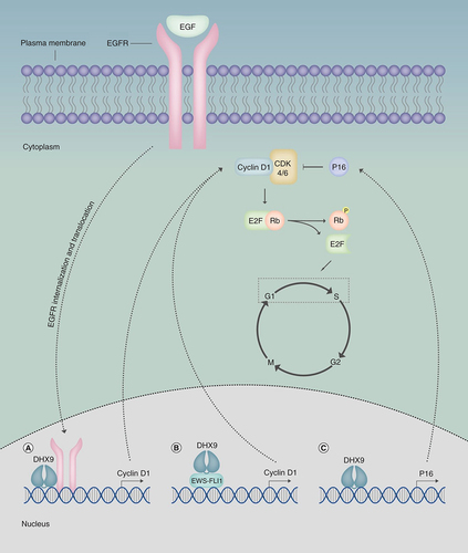 Figure 3. DExH-Box helicase 9 participates in the transcription of both cyclin D1 and p16INK4A, exhibiting both oncogenic and tumor suppressive functions.(A) Following EGF-stimulated nuclear translocation of EGFR, DHX9 facilitates EGFR-mediated cyclin D1 transcription. (B) DHX9 interacts with EWS-FLI1 in Ewing sarcoma cells, promoting EWS-FLI1-mediated cyclin D1 transcription. (C) DHX9 binds to the p16INK4a promoter, functioning as a transcriptional coactivator to induce p16 transcriptional. Cyclin D1 binds CDK4/6 to induce dissociation of Rb and E2F, stimulating G1/S transition to promote replicative immortality. P16INK4A functions as a tumor suppressor by inhibiting the cyclin D1-CDK4/6 complex, thus allowing Rb to inhibit E2F-mediated transcription of genes promoting G1/S transition. In cancer cells, the interaction between DHX9 and p16INK4A is often suppressed, thus diminishing its tumor suppressive abilities.CDK4/6: Cyclin-dependent kinase-4/-6; DHX9: DExH-Box helicase 9; EGFR: EGF receptor; p16: p16INK4a; Rb: Retinoblastoma protein.