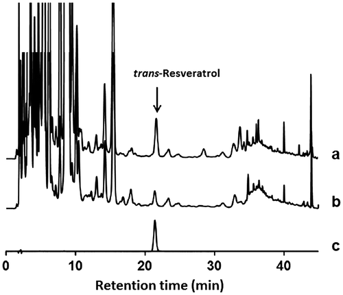 Fig. 1. HPLC data for the extracts of P. cuspidatum and trans-resveratrol.Notes: The mobile phase contained 0.4% formic acid (solvent A) and acetonitrile (solvent B) with a flow rate of 1 mL/min. The gradient conditions for the eluent were as follows: 0–30 min, 15–20% (solvent B concentration); 30–40 min, 20–100%; and 40–45 min, 100%. The separation temperature was set at 40 °C, and the wavelength for UV detection was 303 nm. Chromatograms for the leaf samples with hydrolysis (a) and without hydrolysis (b) and the standard of resveratrol (c) are shown. The trans-resveratrol peak appeared at 21.4 min.