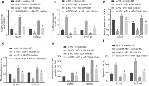 Figure 4. NCK1-AS1 inhibition represses cell proliferation, migration and invasion, but enhances apoptosis of ESCC cells by elevating miR-133b expression. Cells were transfected with plasmids containing si-NC + inhibitor NC, si-NCK1-AS1 + inhibitor NC, si-NC + miR-133b inhibitor or si-NCK1-AS1 + miR-133b inhibitor. A, The expression of NCK1-AS1 assessed by qRT-PCR. B, The expression of miR-133b assessed by qRT-PCR assay. C, ESCC cell proliferation determined by CCK-8. D, The migration of ESCC cells determined by scratch test. E, The invasion of ESCC cells determined by transwell assay. F, The apoptosis of ESCC cells determined by flow cytometry. * p < 0.05vs. si-NC + inhibitor NC; # p < 0.05vs. si-NC + miR-133b inhibitor. The measurement data were expressed by mean ± standard deviation, pairwise comparison was analyzed by independent sample t-test. Comparison of which among multiple groups was assessed by one-way ANOVA and Tukey’s post-test. The experiment was repeated three times.