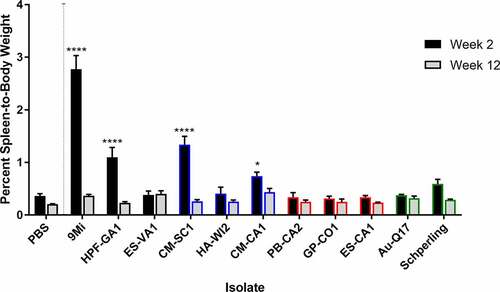 Figure 2. Splenomegaly in mice after infection with isolates of C. burnetii. Mice were infected with C. burnetii isolates via inhalation and spleen weight was measured at 2 weeks (black) and 12 weeks (gray) pi. Spleen weights were calculated as the percentage of body weight for each mouse. The figure shows the mean ± SEM for each group of mice infected with an isolate. Statistical significance was determined by a two-way ANOVA with Dunnett’s correction for multiple comparisons relative to PBS at the corresponding time point, *p < 0.05, ****p < 0.0001. Sequence types are grouped by color: ST16/26 (black), ST20 (blue), ST8 (red), and ST1-7/30 (green)