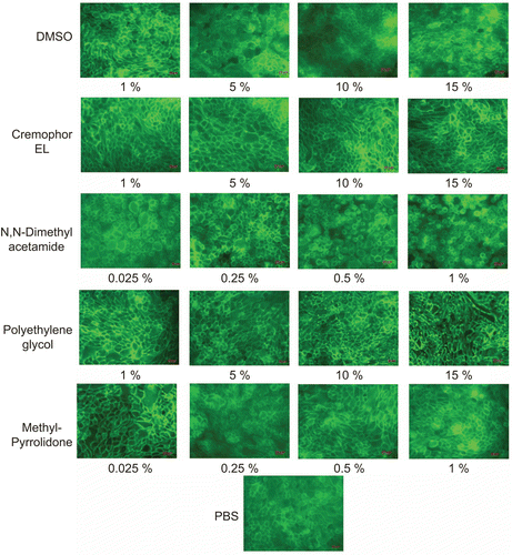 Figure 4.  Effect of dimethylsulfoxide (DMSO), Cremophor® EL, Polyethylene glycol 400 (PEG 400), Methyl-Pyrrolidone/aromatic hydrocarbon (MPH), and N, N-Dimethylacetamide (DMA) on F-actin staining of Calu-3 cells following an incubation period of 2 h.