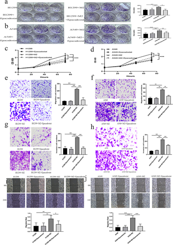 Figure 7 Effectiveness of IDO1 in regulating proliferation, migration, and invasion in NSCLC cells. (a and b) The number of colony-forming H1299/A549 cells was significantly increased by M2 macrophage coculture and decreased by Epacadostat, respectively. (c and d) The proliferation of H1299/A549 cells in different groups. (e–h) The metastasis and invasion abilities in H1299 and A549 cells of different groups. (i) and (j), Wound healing experiments with different groups of H1299 and A549 cells (*p < 0.05, **p < 0.01, ***p < 0.01).