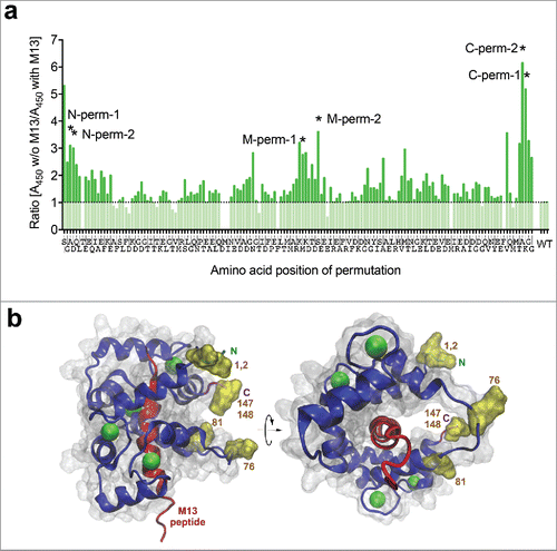 Figure 3. (a) Identification of switchable anti-lysozyme (D1.3) scFv-CaM-variants by competitive ELISA. The amount of bound D1.3 scFv-variants in 2 different buffer setups (with/without M13 peptide) was compared. The ratio of A450-values obtained for the different setups is displayed in the figure, where a ratio > 1 indicates an M13 dependent signal decrease. Most promising variants are indicated by asterisks and named according to their permutation site (M-perm-1/2: permutated in the middle of the former calmodulin gene; N/C-perm-1/2: permutated N/C-terminally). The respective amino acid of the permutation site is indicated below the corresponding bar. (b) Location of the ligation points of permutated Calmodulins providing the most effective modulation of anti-lysozyme scFv-CaM. Model based on PDB ID: 2BBM. Best insertion points are indicated by yellow labeling of the side chains at the respective positions, further identified by numbers referring to the amino acid position of WT-Calmodulin. N, C indicate N-terminus and carboxy terminus of WT-Calmodulin.