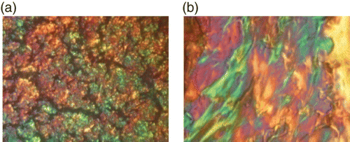 Figure 2. Cross-polarizing optical micrographs of polymer 3a (magnification×250): (a) T=240°C; and (b) quenched sample of the melt.