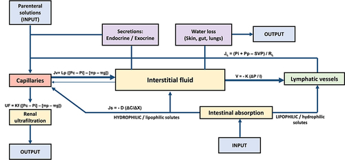 Figure 4 General scheme of body fluid compartments. The formulas that describe the movement of fluids or solutes in each compartment are included.