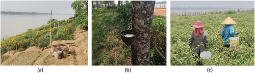 Figure 4. The Mekong River and agriculture: (a) onion and marigold cultivation on the riverbank in Phon Phisai, (b) a rubber plantation in Bueng Kan, (c) eggplant farming in Bueng Kan.
