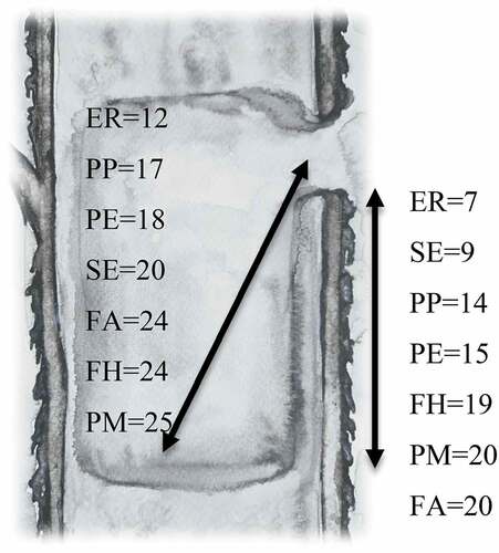 Figure 10. Cavity dimensions occupied by European robin in comparison to other cavity-nest species in BNP (ER –Erithacus rubecula; PP – Poecile palustris; SE – Sitta europeae; FH – Ficedula hypoleuca; FA – Ficedula albicollis; PM – Parus major; PE – Cyanistes careuleus) (Wesołowski Citation1996, Czeszczewik & Walankiewicz Citation2003; Wesołowski & Rowiński Citation2004, Citation2012; Walankiewicz et al. Citation2007; Maziarz Citation2012). Medians shown (cm)