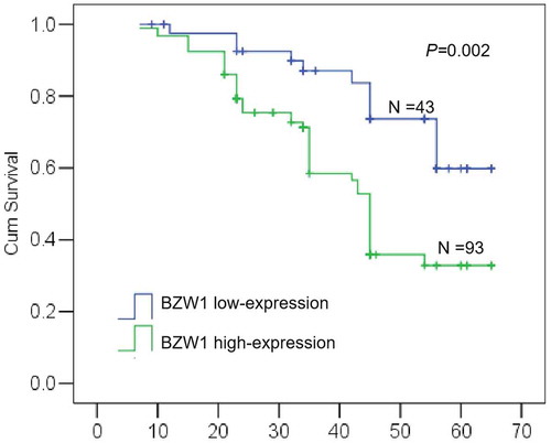 Figure 2. Kaplan–Meier survival analysis indicated that patients with BZW1 overexpression had unfavorable survival