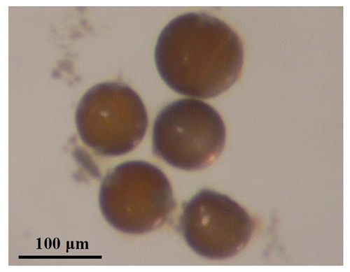 Figure 6. Artemia eggs exposed to 20 GPa for 30 min and soaked in sea water. In these eggs no hatching was seen.