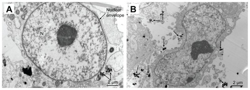 Figure 11 Transmission electron microscopic images of MG-63 cells exposed to n-HA1 and n-HA2 for 5 days. (A) n-HA1 was close to the nuclear envelope, but did not enter into the cell nucleus. (B) n-HA2 lead to a change in nuclear morphology.Abbreviations: n-HA, nanohydroxyapatite; N, nucleus.