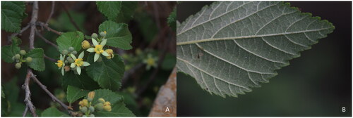 Figure 1. Photographs of (A) a flowering branch and (B) a leaf blade of G. biloba var. parviflora taken by Zhang Shumei in Dalian, Liaoning, China (E121°35′49″, N38°58′11″). The leaves are densely covered with soft yellow-brown hairs on the underside, and the flowers are short and small.