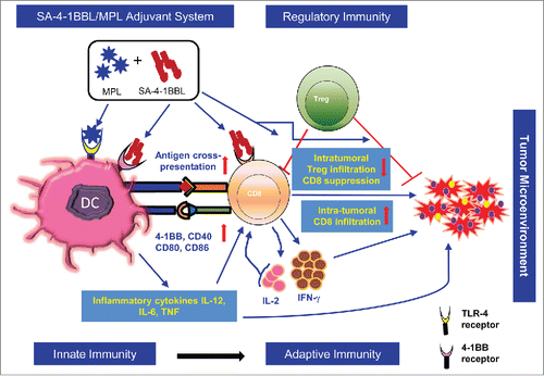 Figure 1. Pleiotropic effects of the SA-4-1BBL/MPL adjuvant system on cells of innate, adaptive, and regulatory immunity. Monophosphoryl lipid A (MPL) interaction with Toll-like receptor 4 (TLR4) expressed on dendritic cells (DCs) results in DC activation, including the up-regulation of costimulatory receptors/ligands and production of various pro-inflammatory cytokines, such as interleukin (IL)-12, IL-6, and tumor necrosis factor (TNF), that together prime adoptive cellular immune responses. SA-4-1BBL further improves the MPL effect by interaction with 4-1BB receptor constitutively expressed on DCs for their activation/maturation and overcomes regulatory T cell (Treg) mediated immune suppression. Most importantly, SA-4-1BBL drive robust cellular immune responses by interacting with 4-1BB receptor upregulated on antigen-primed CD8+ T cells, which allows their survival, acquisition of effector function, and establishment of long-term memory. The combined adjuvant further contributes to a favorable intratumoral T effector to Treg ratio by facilitating the infiltration of CD8+ T cells and reducing the frequency of Tregs.