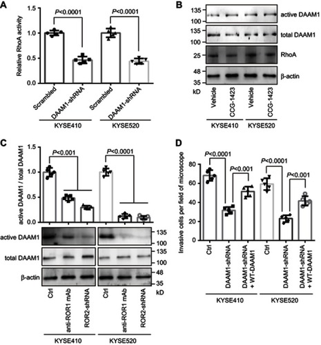 Figure 5 DAAM1 acts as the upstream of RhoA and mediates cell invasion. (A) KYSE410 and KYSE520 cells were transfected with DAAM1-shRNA or scrambled shRNA and then examined the RhoA activity by G-LISA assays. (B) DAAM1 activation was not altered by RhoA-specific inhibitor CCG-1423 treatment. KYSE410 and KYSE520 cells were treated with 1 μmol/L CCG-1423 or vehicle for 1 hr. Cellular lysates were assayed for the active DAAM1 by a pulldown assay using a GST-RhoA as a bait. (C) DAAM1 acted as the downstream target of ROR1/ROR2. KYSE410 and KYSE520 cells were treated with anti-ROR1 mAb or transfected with ROR2-shRNA. Cellular lysates were assayed for the active DAAM1 by a pulldown assay using a GST-RhoA as a bait. (D) KYSE410 and KYSE520 cells were transfected with DAAM1-shRNA and rescued by shRNA-resistant wildtype (WT) DAAM1 overexpression, and then subjected to invasion assays.Abbreviations: ROR, receptor tyrosine kinase-like orphan receptor; WT, wild type.