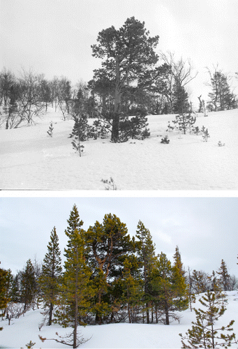 Fig. 10. Upper: permanent plot centred on a mature pine that germinated in the 1830s (Photo: Leif Kullman, 16 March 1983); Lower: the monitored increase in the pine populations' height and density in the study period (Photo: Leif Kullman, 28 January 2013)