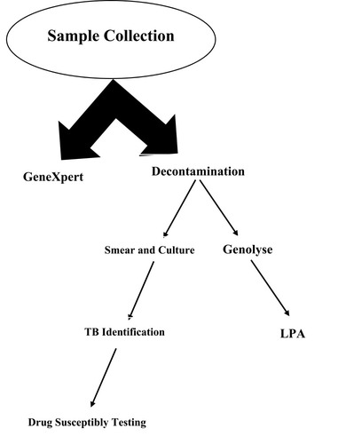 Figure 1 Laboratory performance for each pulmonary sample.