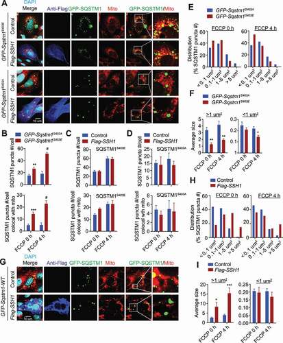 Figure 5. SSH1-mediated SQSTM1 inhibition requires p-Ser403 modification of SQSTM1. (A) Representative images at 4 h FCCP condition with white insets magnified. HT22 cells co-transfected with GFP-Sqstm1S403E or GFP-Sqstm1S403A and mito-dsRed ± vector control or Flag-SSH1, treated with 5 μM FCCP for 4 h or 0 h (DMSO), and subjected to staining for Flag-M2 (dark blue) and DAPI (light blue) or direct imaging (mito-dsRed; red, GFP-SQSTM1: green). (B-D) Quantitative graphs of figure A expressed as means ± SEM, 2-way ANOVA: (B) upper graph, group F(1, 62) = 70.97, df = 1, P < 0.0001; lower graph, group F(1, 62) = 63.82, df = 1, P < 0.0001; (C) upper graph, group F(1, 60) = 0.002671, df = 1, P = 0.9590; lower graph F(1, 60) = 1.19, df = 1, P = 0.1715; (D) upper graph F(1,60) = 0.5830, df = 1, P = 0.4489; lower graph, group F(1, 60) = 0.3904, df = 1, P = 0.5350, followed by Sidak’s posthoc test, n ≥ 15/condition from 3 different experiments, **p < 0.005, ***p < 0.0005, #p < 0.0001. (E) Quantitative graphs of figure A showing the distribution of SQSTM1 puncta number across size categories, χ2 test for trend, n ≥ 15/condition from 3 different experiments, χ2 = 9.670, df = 1, P = 0.0019 (FCCP 0 h), χ2 = 10.13, df = 1, P = 0.0015 (FCCP 4 h). (F) Quantitative graphs of figure A expressed as means ± SEM in different size categories, 2-way ANOVA, group F(1, 53) = 24.82, df = 1, P < 0.0001 (>1um2), group F(1, 53) = 4.206, df = 1, P = 0.0452 (<1um2) followed by Sidak’s posthoc test, n ≥ 12/condition from 3 different experiments, *p < 0.05, **p < 0.005. (G) Representative images at 4 h FCCP condition with white insets magnified. HT22 cells co-transfected with GFP-Sqstm1-WT, mito-dsRed, and vector control (p3xFlag) or Flag-SSH1, treated with 5 μM FCCP for 4 h or 0 h (DMSO), and subjected to staining for Flag-M2 (dark blue) and DAPI (light blue) or direct imaging (GFP-SQSTM1: green, mito-dsRed: red). (H) Quantitative graphs of figure G showing the distribution of SQSTM1 puncta number across size categories, χ2 test for trend, χ2 =, n ≥ 15/condition from 3 different experiments, χ2 = 33.43, df = 1, P < 0.0001 (FCCP 0 h), χ2 = 9.467, df = 1, P = 0.0021 (FCCP 4 h). (I) Quantitative graphs of figure G expressed as mean ± SEM in different size categories, 2-way ANOVA, group F(1, 66) = 19.89, df = 1, P < 0.0001 (>1um2); group F(1, 66) = 0.7743, df = 1, P = 0.3821 (<1um2), followed by Sidak’s posthoc test, n ≥ 15/condition from 3 different experiments, *p < 0.05, ***p < 0.0005