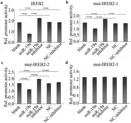 Figure 3. miR-19a negatively regulates IREB2. (a-d) HT29 cells were transfected with indicated plasmids and were treated with miR-19a or miR-19a inhibitor, IREB2 promoter activity was determined by luciferase values. IREB2: wild-type 3’UTR; mut-IREB2-1: 347–353 binding sites mutant of IREB2; mut-IREB2-2: 1413–1420 binding sites mutant of IREB2; mut-IREB2-3: both of 347–353 and 1413–1420 binding sites mutant of IREB2. Error bars represent data from three independent experiments (mean ± SD). * P < 0.05, ** P < 0.01.