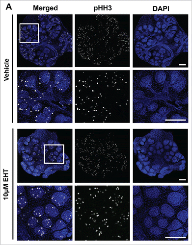 FIGURE 2. Epithelial Proliferation is Not Affected by the Inhibition of Rac GTPase. (A) ICC to detect histone H3 phosphorylated on Serine 10 (pHH3, white) and DAPI to stain nuclei (blue) following treatment with vehicle or 10 µM EHT for 48 hours shows no major change in pHH3 staining or localization of positive cells within the epithelium. Boxed area in the top panel shows the zoom in area for the bottom panel for each condition. All scale bars, 100 µm. (B and C) A representative protein gel blot and quantification (n ≥ 3) indicate no significant change in pHH3 with EHT-mediated inactivation of Rac1 when compared to total histone H3 levels and GAPDH. (D and E) Pixel intensity quantifications performed on 63X confocal images of E13 glands treated with vehicle or 10 µM EHT for 48 hours and subjected to ICC indicate no notable change in pHH3 levels in the epithelium but an increase in pHH3 in the mesenchymal compartment (p ≤0.05) when quantified separately (n ≥10 images per condition).