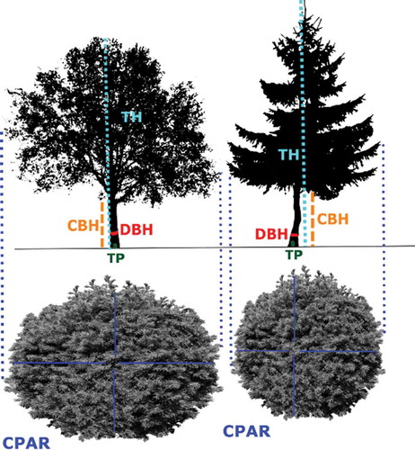 Figure 1. Graphical scheme of single-tree attributes measured in the field.