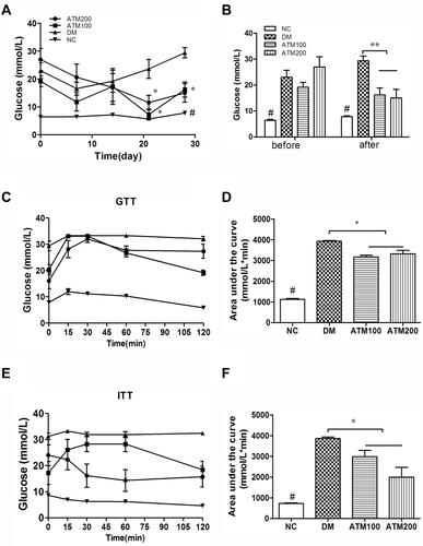 Figure 2 Effects of ATM on glucose and glucose tolerance in db/db mice as compared with responses in controls (NC). (A) Fasting blood glucose, (B) blood glucose changes as determined at the begin and conclusion of the experiment, (C) IPGTT, (D) areas under the curve from the glucose tolerance test shown in C, (E) IPITT, (F) areas under the curve from the glucose tolerance test shown in E. IPGTT, intraperitoneal glucose tolerance test; IPITT, intraperitoneal insulin tolerance test; data are expressed as mean ± SEM (n =6). # indicatesNC vs DM group p<0.05; *indicates ATM (at 100 or 200 mg/kg in DM) vs DM group p<0.05; **indicates ATM (at 100 or 200 mg/kg in DM) vs DM group p<0.01.