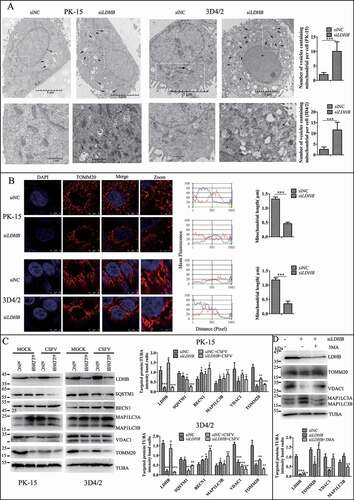 Figure 4. LDHB inhibition induced mitochondrial fission and mitophagy. (A) Electron microscopy images revealed the mitochondrial ultrastructure in LDHB-inhibited cells. PK-15 and 3D4/2 cells were mock-inhibited (Left) or LDHB-inhibited (Right) for 48 h and analyzed by electron microscopy. In the zoomed images, typical elongated tubular mitochondria in mock-inhibited cells and fragmented elliptic mitochondria engulfed with membrane-like vesicles in LDHB-inhibited cells were observed. Scale bar: 5 μm. Quantification of the mitophagosome-like vesicles per cell image (mean ± SD; n ≥ 5 cells; ***P < 0.001) (one-way ANOVA). (B) Confocal microscopy images showing mitochondrial fragmentation in LDHB-inhibited cells. Cells were prepared as in (A). At 48 hpi, cells were immunostained with the TOMM20 antibody (red) and DAPI (blue). In the zoomed images, typical tubular mitochondria in mock-inhibited cells and fragmented mitochondria in LDHB-inhibited cells are shown. Image-Pro Plus6.0 software was used to calculate the mean fluorescence intensity of the line profile of the merge image (3 times). (C) Inhibition of LDHB induced autophagy as detected by the relative expression of the autophagy-associated proteins BECN1, MAP1LC3B, SQSTM1, and TUBA (loading control). The marker proteins TOMM20, VDAC1, and TUBA (loading control) of mitophagy in LDHB-inhibited cells were also detected by western blot. The level of protein was quantified using Image-Pro Plus 6.0 software. Error bars indicate the mean (±SD) of 3 independent experiments. *, P < 0.05; **, P < 0.01; and ***, P < 0.001 (one-way ANOVA). (D) The decline in mitochondrial mass was related to mitophagy. PK-15 cells were pretreated with 3-MA (5 mM) or DMSO (control) for 1.5 h, followed by transfection with siLDHB or siNC. At 24 hpi, cell samples were analyzed by immunoblotting with antibodies against TOMM20, VDAC1, and TUBA (loading control)