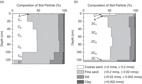 Figure 7. Soil profiles of particle size distributions in the growth bases of the study sites. (a) US site, (b) HM site.