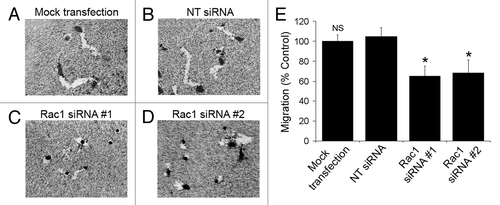 Figure 4. Silencing of Rac1 expression slows the migration of individual cells. (A–D) NCI-H1703 cells were transfected without siRNA (mock transfection) or with the indicated siRNAs, incubated for 48 h, and equal numbers of live cells were placed on colloidal gold coated with collagen Type I. Digital images of the cells were collected 24 h later. (E) The areas of the migration trails were measured after the cells migrated for 24 h, and the values were normalized to migration by the mock-transfected cells. Results are the mean ± SE from three independent experiments. Symbols above a column indicate a statistical comparison of migration by the indicated cells compared with control cells transfected with NT siRNA (NS, not significant; *p < 0.05).