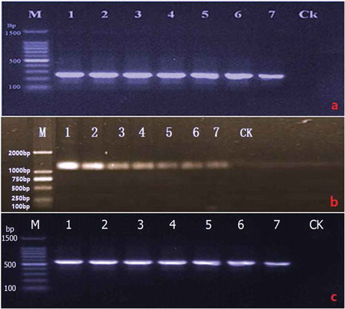 Fig. 2 (Colour online) Agarose gel showing amplification of TUB 2, LSU and ITS gene fragments from seven isolates of Nothophoma quercina, respectively. (a) TUB 2; (b) LSU; (c) ITS. Lanes 1–7: isolates of No. quercina. Ck: negative control. M: DNA Ladder Plus (Shanghai Biotechnology Co., China).