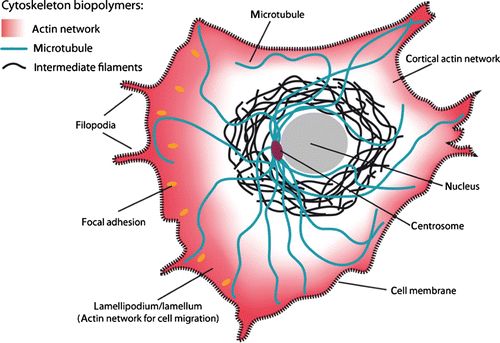 Figure 2. Schematic of a crawling cell on a 2D substrate to show the most prominent locations for the three types of cytoskeleton biopolymers. MTs are typically nucleated at the centrosome and span most parts of the cell. IFs are most commonly around the cell nucleus whereas actin filaments form dense networks close to the cell membrane. Particularly dense and dynamic actin networks are found at the leading edge of migrating cells (forming lamellipodia and filopodia).
