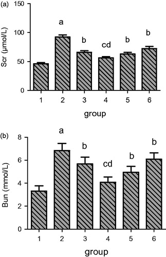Figure 2. Effects of resveratrol on Scr and BUN levels in UUO rats. A, Scr. B, BUN. Lane 1 represents the data as mean ± SEM, from sham treated group; lane 2 from model group; lane 3 from enalapril group; lane 4 from high-dose resveratrol group; lane 5 from middle-dose resveratrol group and lane 6 from low-dose resveratrol group. The differences are significant as “a” depicts p values of <0.01 versus the sham group, “b” represents p values of <0.05 versus model group, “c” represents p values of <0.01 versus model group while “d” represents p values of <0.05 versus enalapril group.